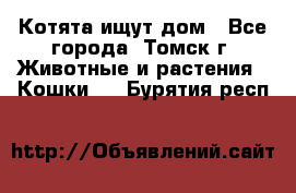 Котята ищут дом - Все города, Томск г. Животные и растения » Кошки   . Бурятия респ.